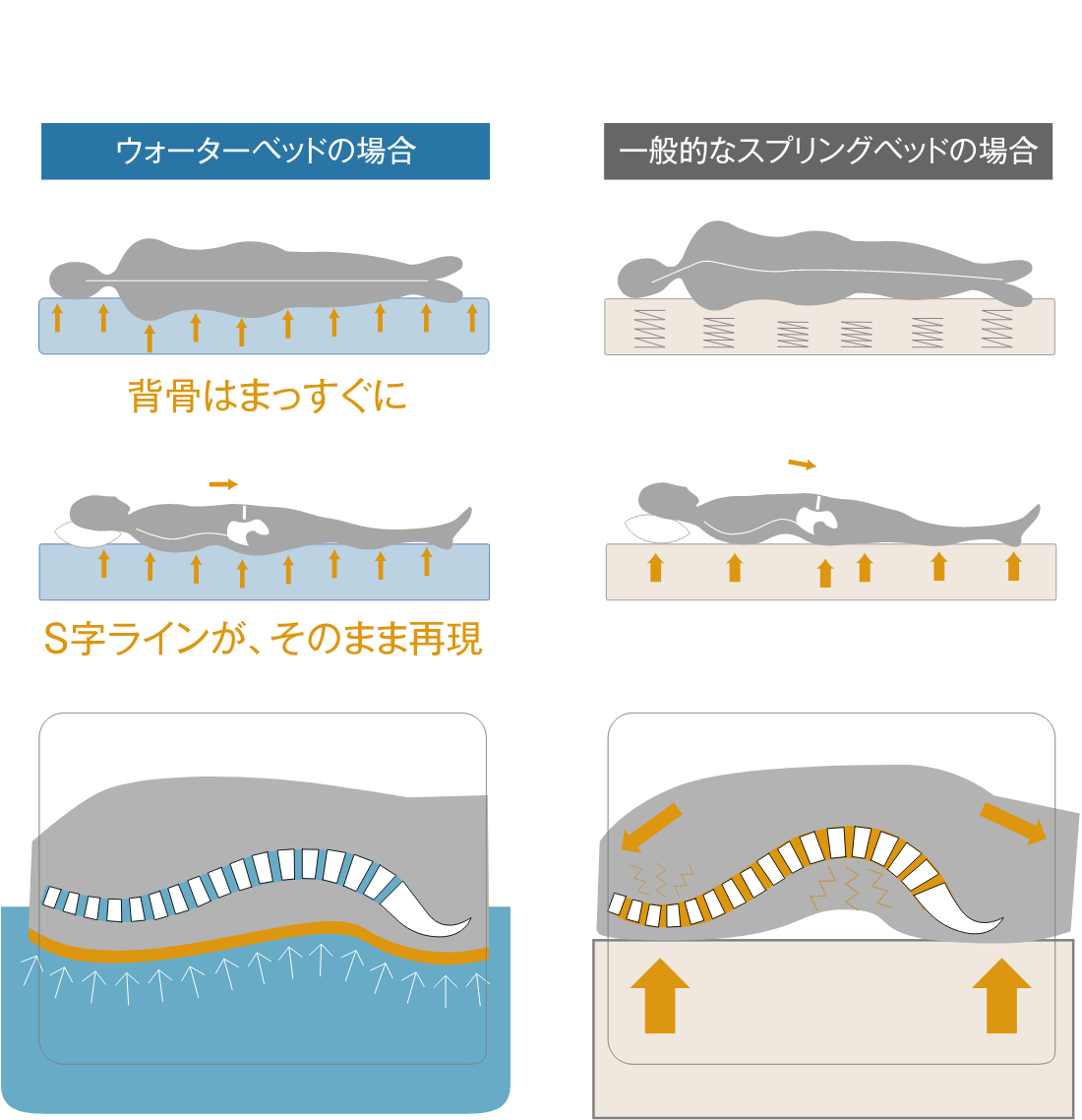 ウォーターベッドとスプリングベッドで背骨を比較。ウォーターベッドでは背骨はまっすぐ、S字ラインがそのまま再現